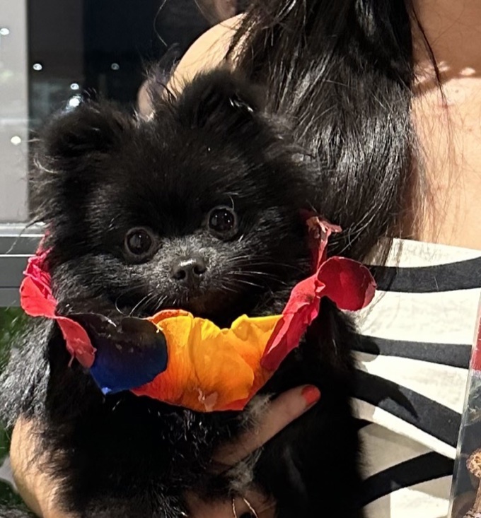 Panda, a black Pomeranian, my flower child and Chief Emotional Officer